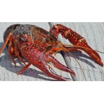 Live Crawfish - Where can I get Crawfish?