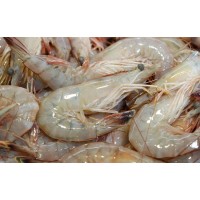 13/15 Gulf White Shrimp - Extra Jumbo (Heads-On) IQF