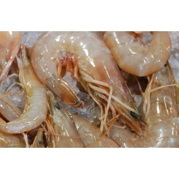 16/20 Gulf White Shrimp - Jumbo (Heads-On) IQF