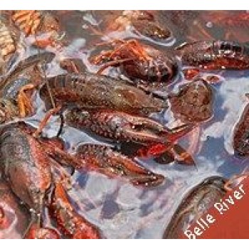 LIVE Crawfish (Belle River)