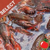 Live Crawfish Select w/ seasoning 1 Sack