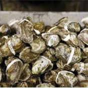 Louisiana Oysters (Whole) - Pasteurized