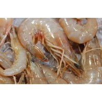 U/12 Gulf White Shrimp - Super Jumbo (Heads-On) IQF