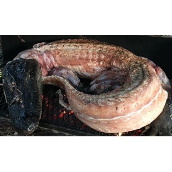 Medium Whole Skinned Alligator