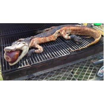 Whole Alligator