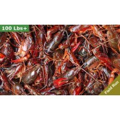 LIVE Crawfish Field Run 90 lbs - No Seasoning