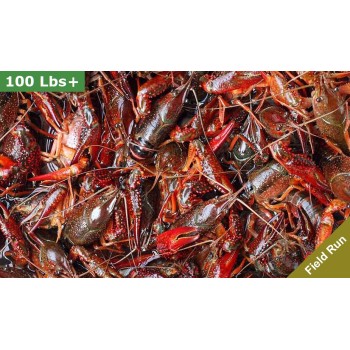 LIVE Crawfish 90 lbs Washed (FIELD RUN)